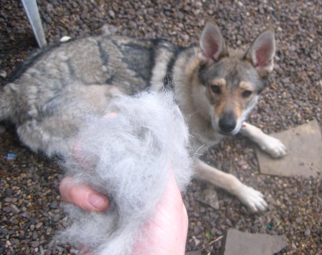 dog shedding