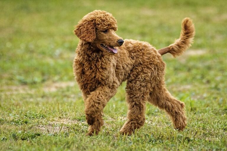 10 Dog Breeds That Don’t Shed – Low-Shedding Dog Breeds