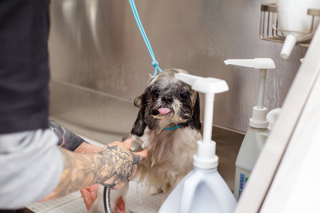 A dog getting a bath in a sink