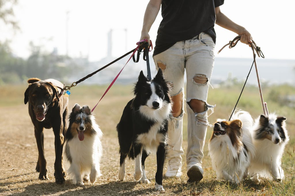 Different Types of Dog Breeds: Find Your Perfect Match Today!