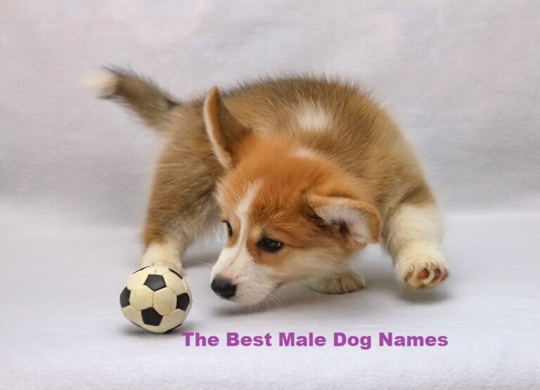 Male Dog Names: Top Picks for Your Pup! Get Inspired Now