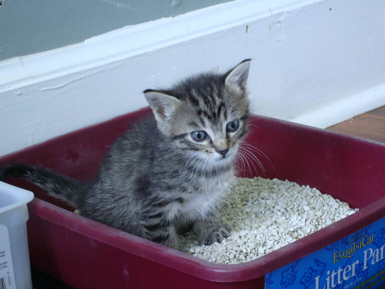 How to Train a Cat to Use the Litter Box