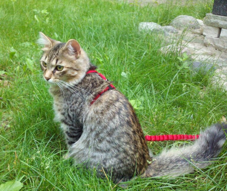 Harness Training for Cats: Safe & Enjoyable Walks for Adventurous Felines